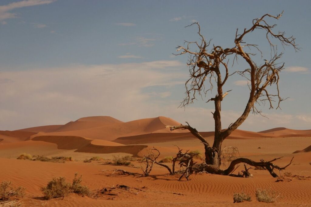 sandy desert dead tree